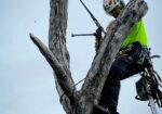 Precise Tree Services