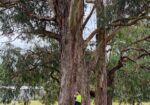 Precise Tree Services