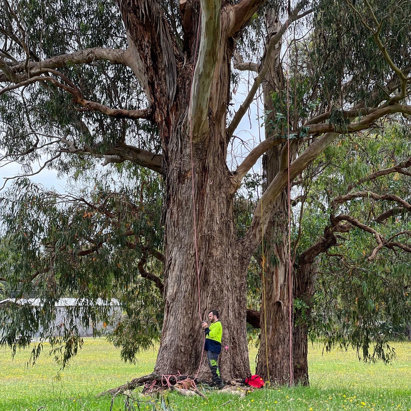 Precise Tree Services