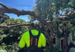 Precise Tree Services